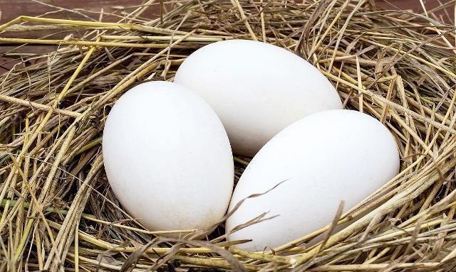 适合孕妈吃鹅蛋的月份找到了，若能找准时间，也许有助预防胎毒